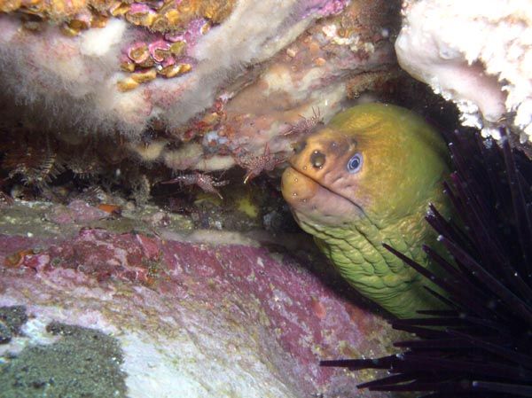 Murene verte Green moray Gymnothorax prasinus